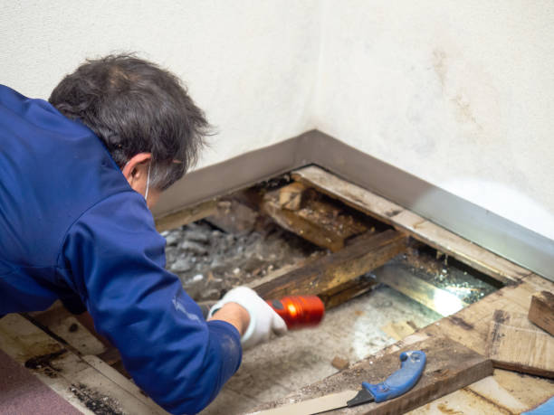 Best Localized Mold Remediation (e.g., coastal areas, humid climates) in Teutopolis, IL