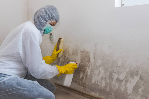 Best Bathroom Mold Remediation in Teutopolis, IL