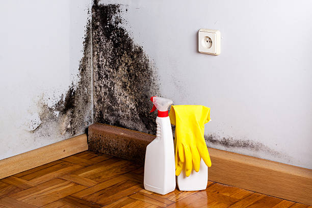 Best Commercial Mold Remediation in Teutopolis, IL