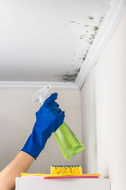 Best Industrial Mold Remediation in Teutopolis, IL